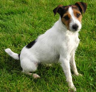 Jack Rusell Terrier